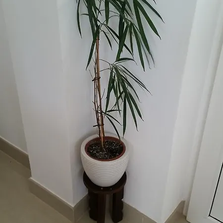 Summer Night Dream *