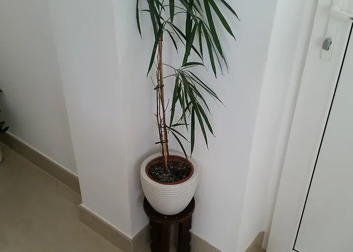 Summer Night Dream *