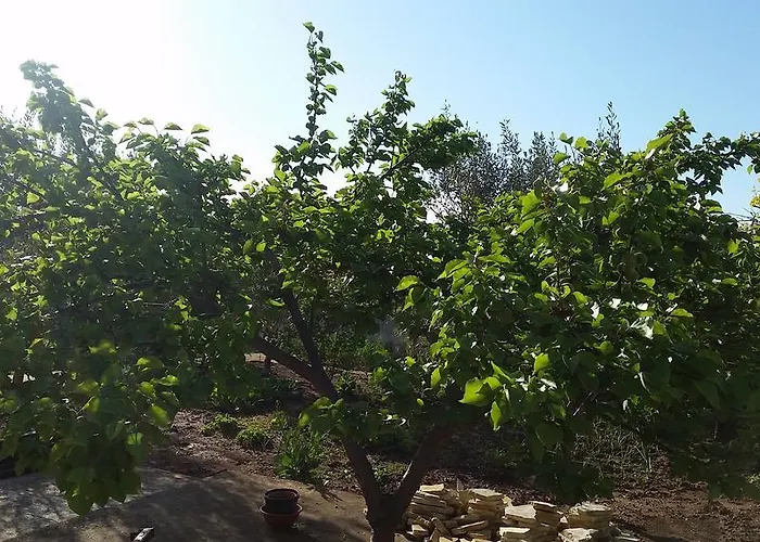 Apartament Summer Night Dream